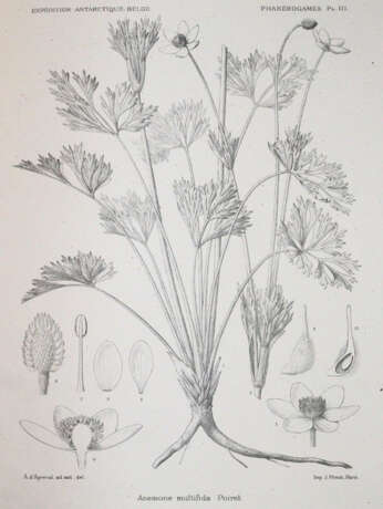 Wildeman, E.de. - photo 4 Wildeman, E.de. - photo 4