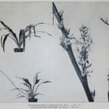 Wildeman, E.de. - photo 5