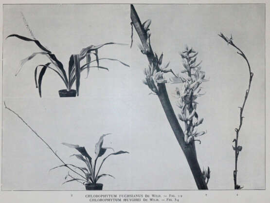 Wildeman, E.de. - photo 5 Wildeman, E.de. - photo 5