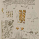 Wissenschaftliche Meeresuntersuchungen. - фото 2