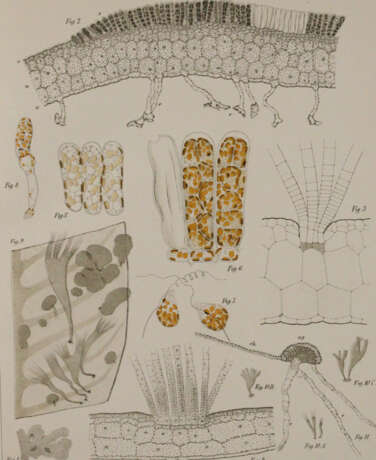 Wissenschaftliche Meeresuntersuchungen. - фото 2