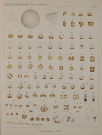 Wissenschaftliche Meeresuntersuchungen. - фото 4