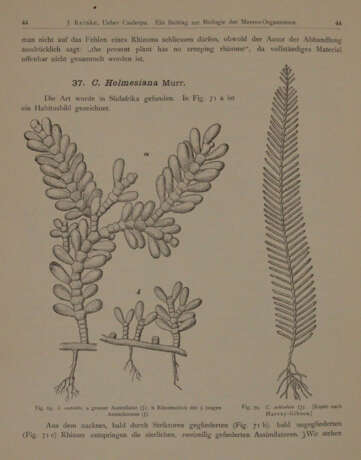 Wissenschaftliche Meeresuntersuchungen. - фото 5