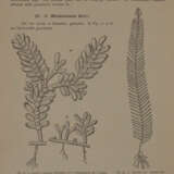 Wissenschaftliche Meeresuntersuchungen. - фото 5