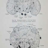 Droogleever Fortuyn, A.B. u. C.U.Ariens Kappers. - photo 2