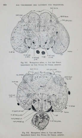 Droogleever Fortuyn, A.B. u. C.U.Ariens Kappers. - photo 2