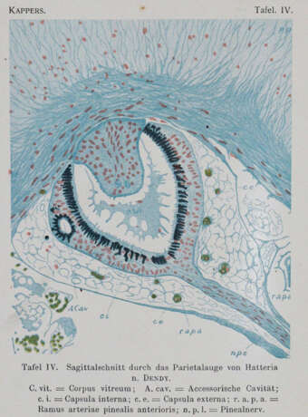 Droogleever Fortuyn, A.B. u. C.U.Ariens Kappers. - photo 3