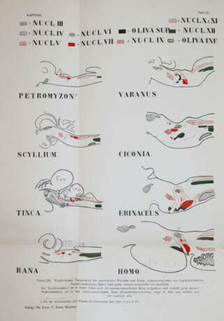 Droogleever Fortuyn, A.B. u. C.U.Ariens Kappers. - photo 4