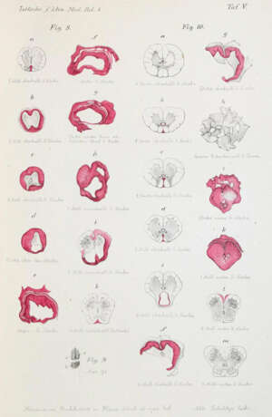 Ehrlich, P. - Foto 2