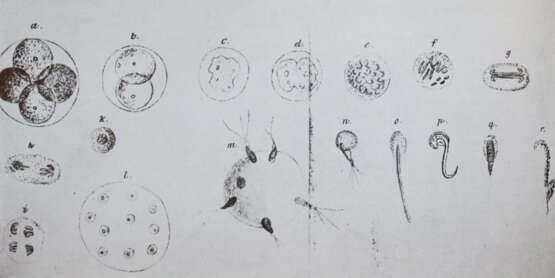 Gedda, L. (Hrsg.). - photo 2