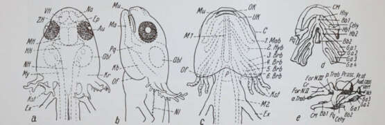 Gedda, L. (Hrsg.). - photo 3