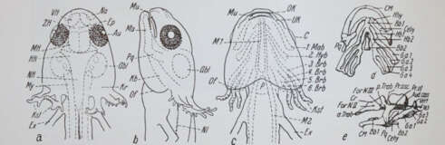 Gedda, L. (Hrsg.). - photo 3