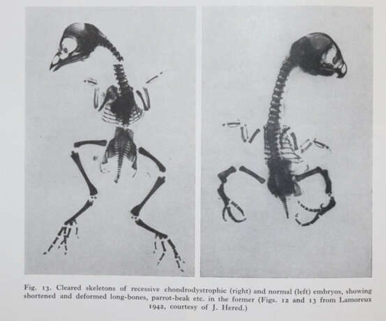 Gedda, L. (Hrsg.). - photo 4