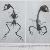 Gedda, L. (Hrsg.). - photo 4