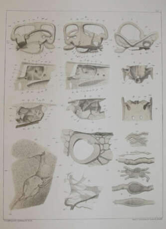 Retzius, G. - фото 3