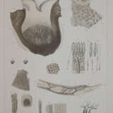 Retzius, G. - фото 4