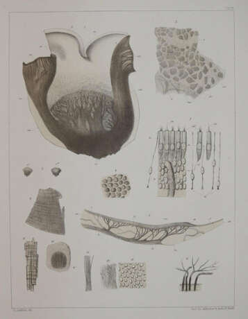 Retzius, G. - фото 4