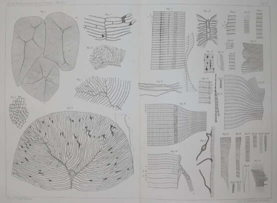 Retzius, G. - фото 6