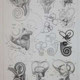 Retzius, G. - фото 7