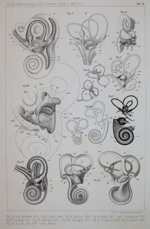 Retzius, G. - фото 7