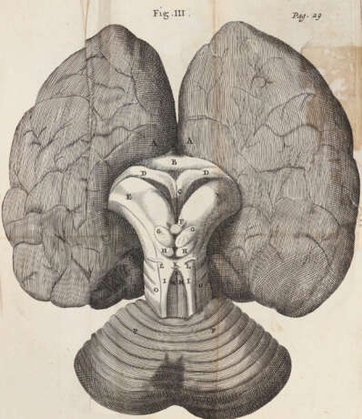 Willis, T. - photo 3