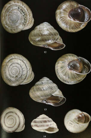 Archiv für Molluskenkunde. - photo 2