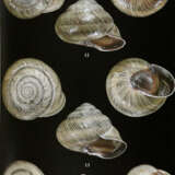 Archiv für Molluskenkunde. - photo 2