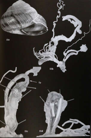 Archiv für Molluskenkunde. - photo 3