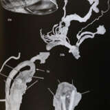 Archiv für Molluskenkunde. - photo 3