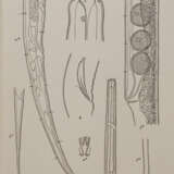 Beaufort, L.F.de. u.a. - photo 2