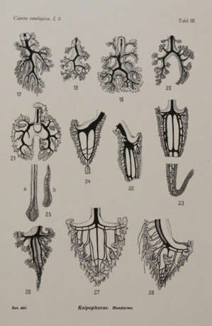 Beaufort, L.F.de. u.a. - photo 4 Beaufort, L.F.de. u.a. - photo 4