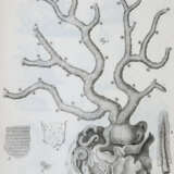 Cavolini, F. - фото 2