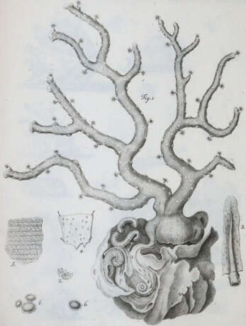 Cavolini, F. - фото 2