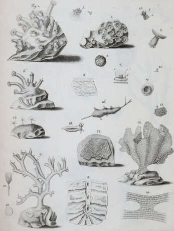 Cavolini, F. - фото 3