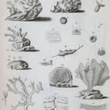 Cavolini, F. - фото 3