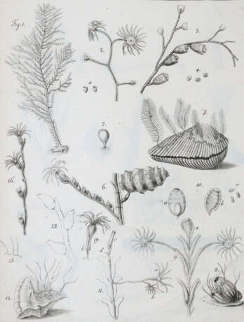 Cavolini, F. - фото 4