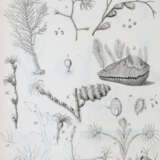 Cavolini, F. - фото 4