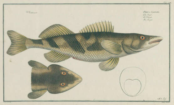 Bloch, M.E. - photo 1