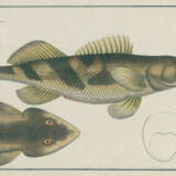 Bloch, M.E. - photo 1