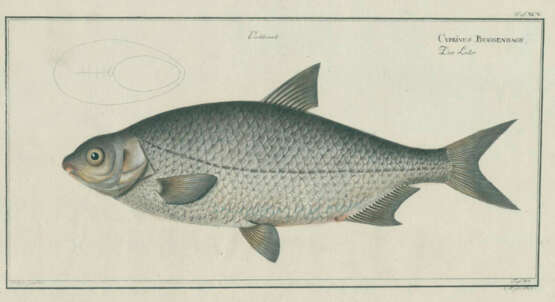 Bloch, M.E. - photo 2