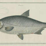 Bloch, M.E. - photo 2