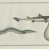 Bloch, M.E. - photo 3