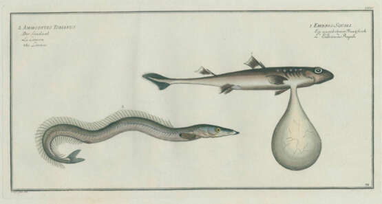 Bloch, M.E. - photo 3