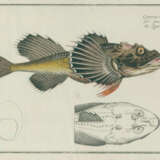 Bloch, M.E. - photo 4