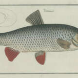 Bloch, M.E. - photo 5