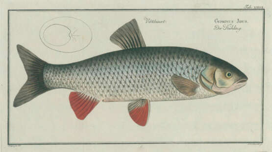 Bloch, M.E. - photo 5