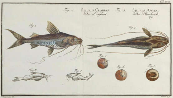 Bloch, M.E. - photo 3