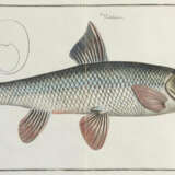 Bloch, M.E. - photo 5