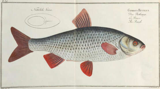 Bloch, M.E. - photo 6