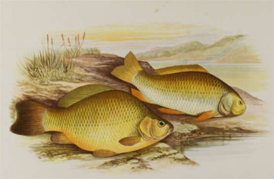 Houghton, W. - photo 1 Houghton, W. - photo 1